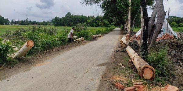 রাউজানে সড়কের গাছ কেটে সাবাড়!